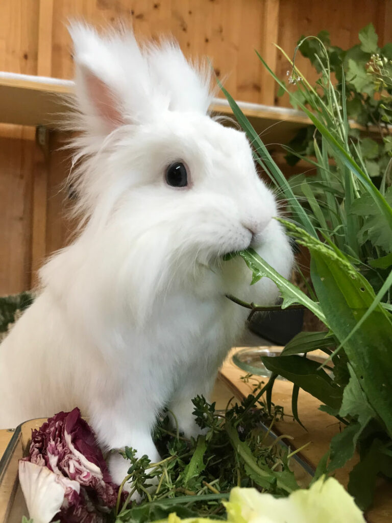 Kaninchen ungiftige pflanzen für Ungiftige Zimmerpflanzen: