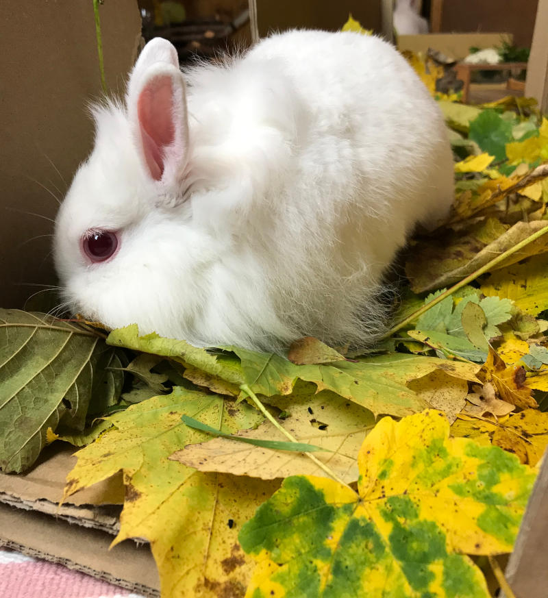 Blätter sammeln für Kaninchen im Herbst