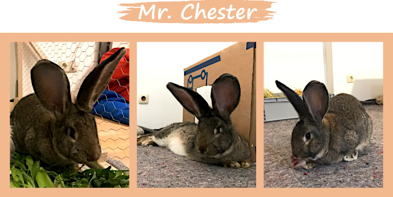 Mr. Chester im Porträit