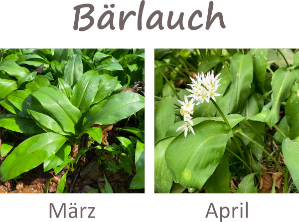 Vergleich März und April mit Blüte