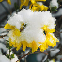 Forsythie Blüte Frühling mit Schnee