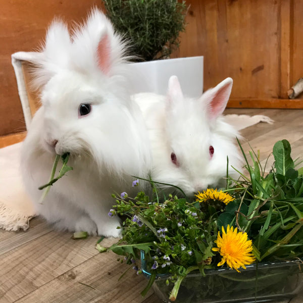 Futterpflanzen für Kaninchen