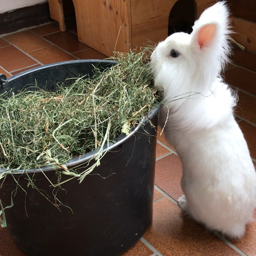 Kaninchen frisst Heu aus einem Eimer