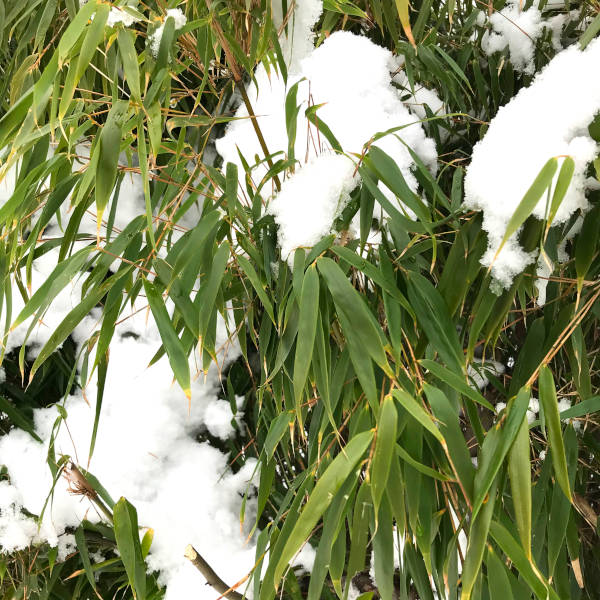 Bambus mit Schnee im Winter