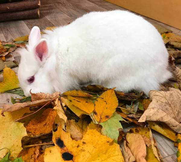 Herbstlaub Kaninchen beschäftigen