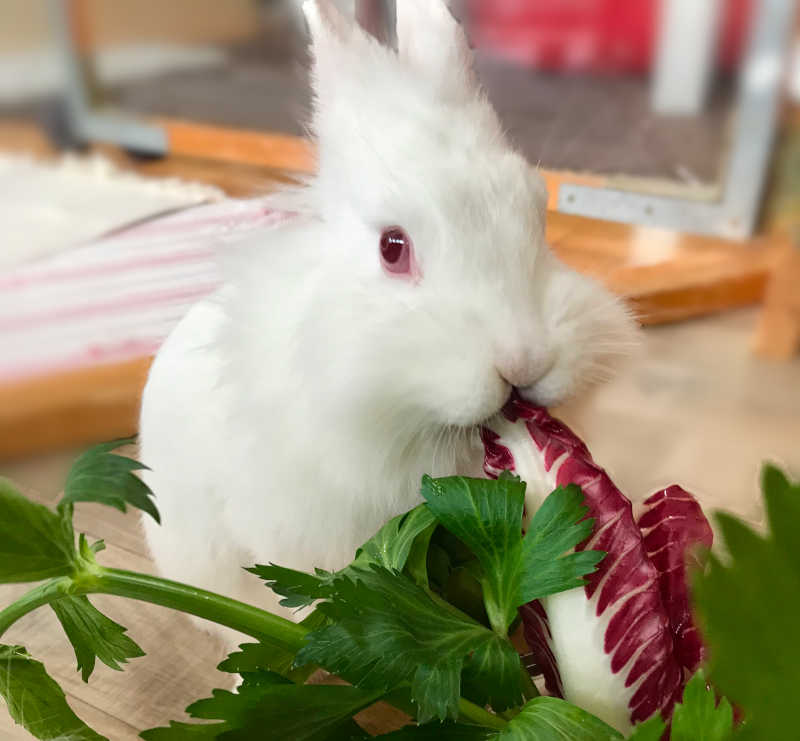 Kaninchen Essen Chicoreé und Sellerie