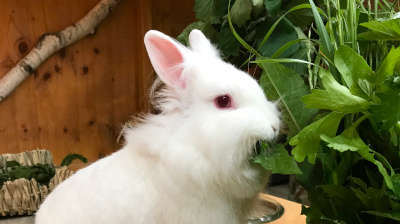 Kaninchen Futter mit frischem Gemüse und Wiese