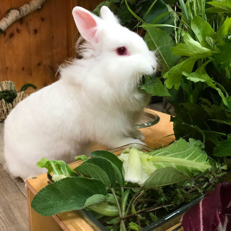 gesundes Kaninchen Futter mit Wiese und Gemüse
