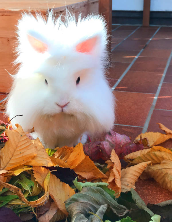Herbstlaub für Kaninchen