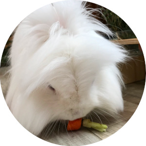 Kaninchen frisst Karotte als Leckerli
