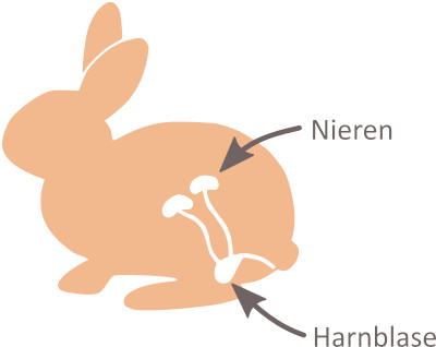 Niere und Harnblase beim Kaninchen.