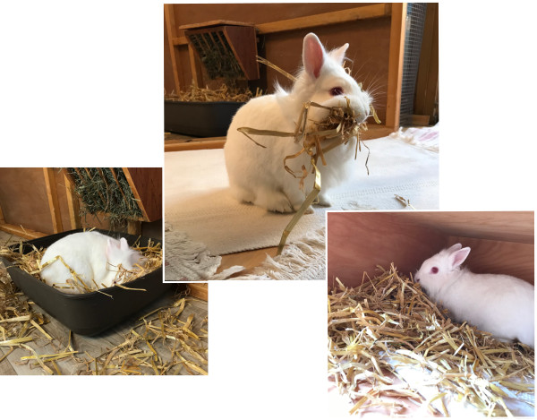 Kaninchen Stroh für den Nestbau