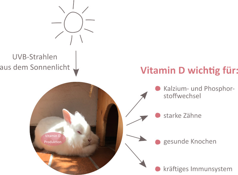 Kaninchen im Licht für Vitamin D Versorgung
