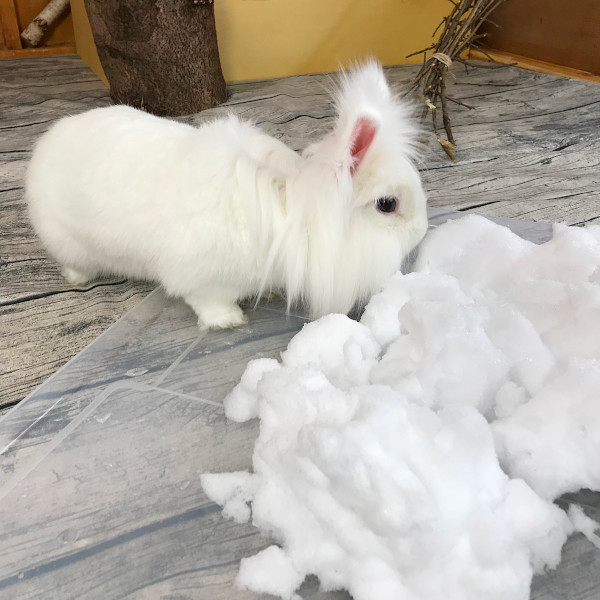 Kaninchen Indoor mit Schnee beschäftigen