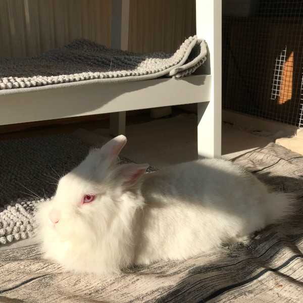 Kaninchen sonnt sich in der Winter Sonne