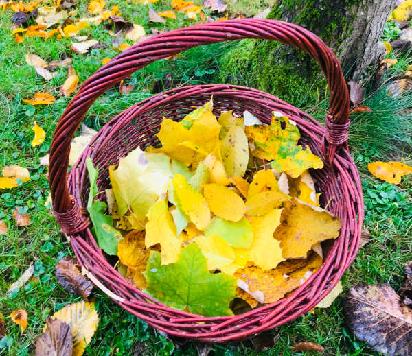 Korb mit bunten Herbstblättern