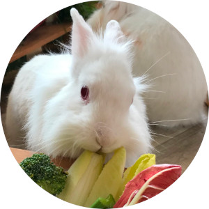 Salat für Kaninchen
