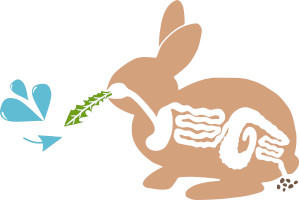 Kaninchen benötigen Wasser aus Pflanzen für Verdauung
