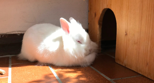 Kaninchen sitzt in der Sonne